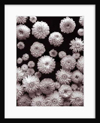 Dahlia Flowers by Assaf Frank